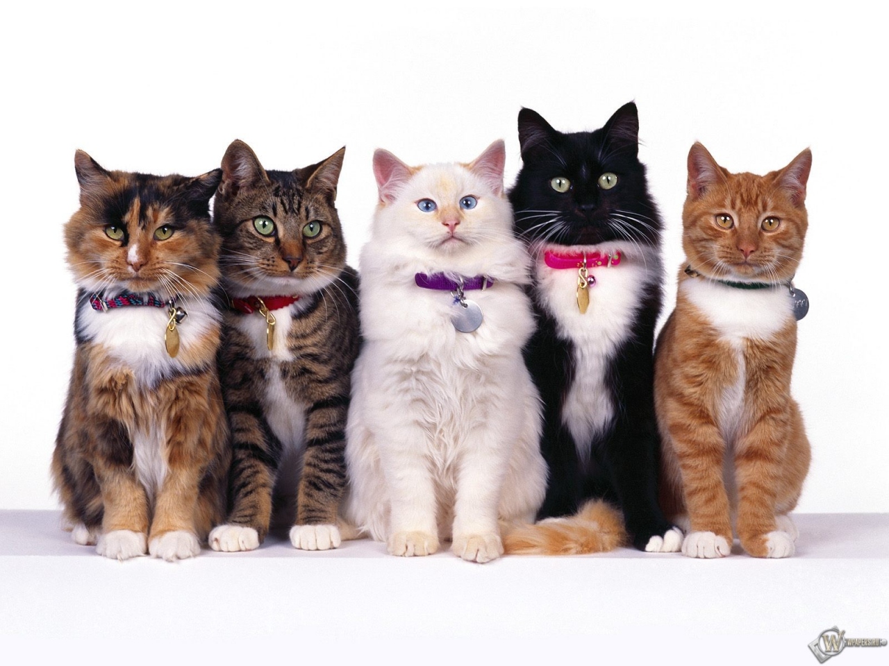 Пять очаровательных кошек 1280x960