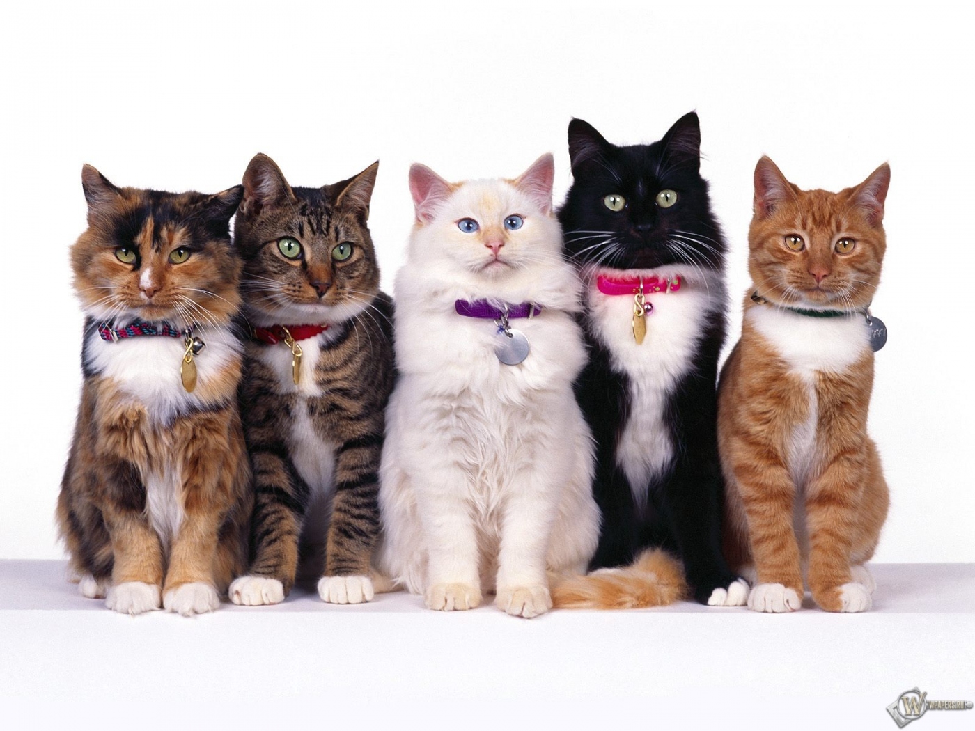 Пять очаровательных кошек 1400x1050