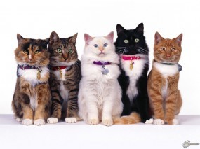 Обои Пять очаровательных кошек: , Кошки