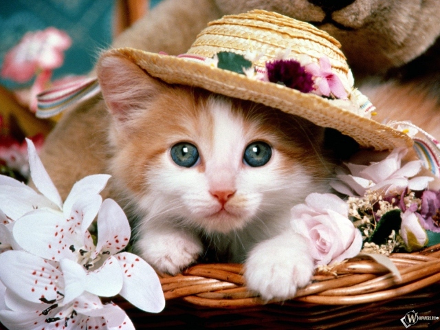 Котенок со шляпой