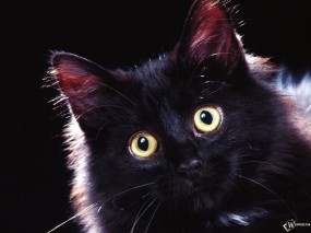 Обои Морда черного мяфса: Котёнок, Чёрный кот, Кошки