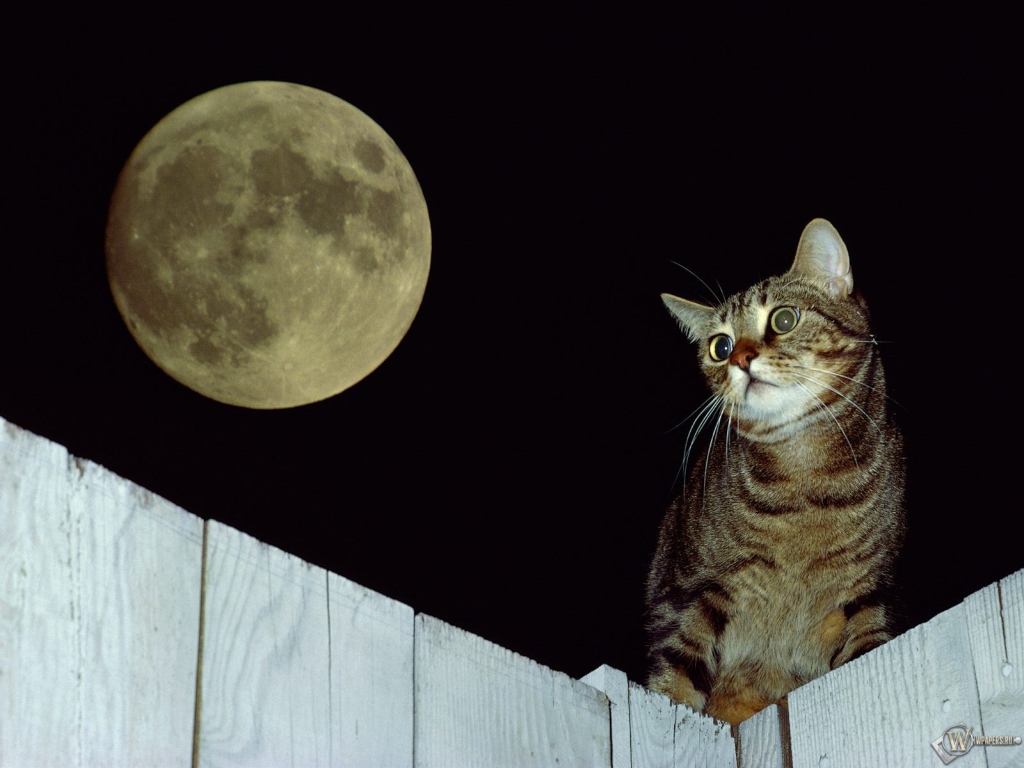 Кот при луне 1024x768