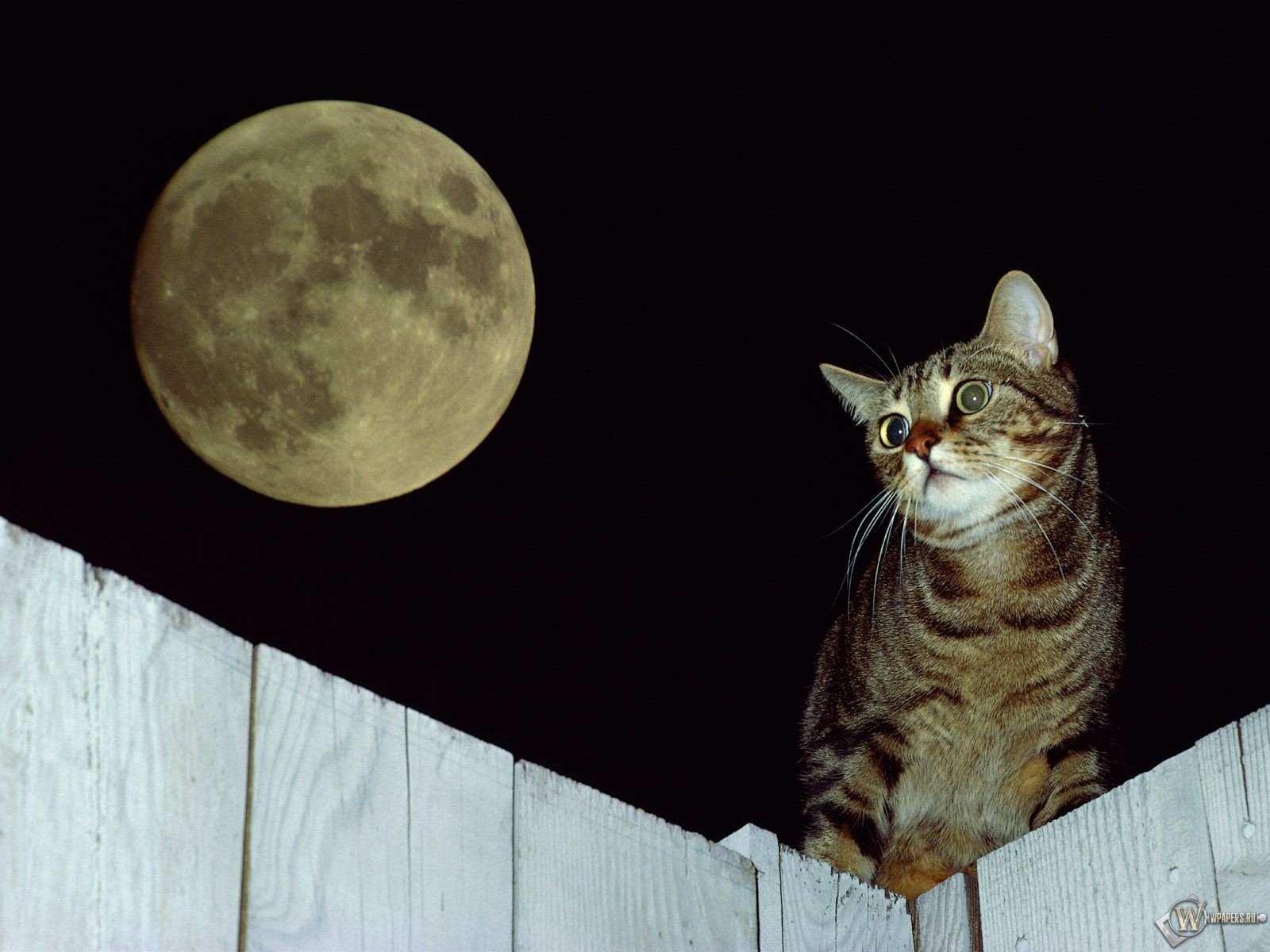 Кот при луне 1600x1200