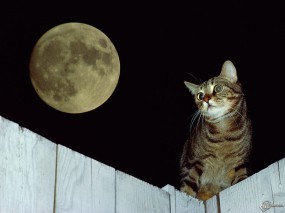 Обои Кот при луне: , Кошки