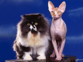 Обои Толстый и худой кот: , Кошки