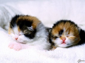 Обои Спящие котята: , Кошки