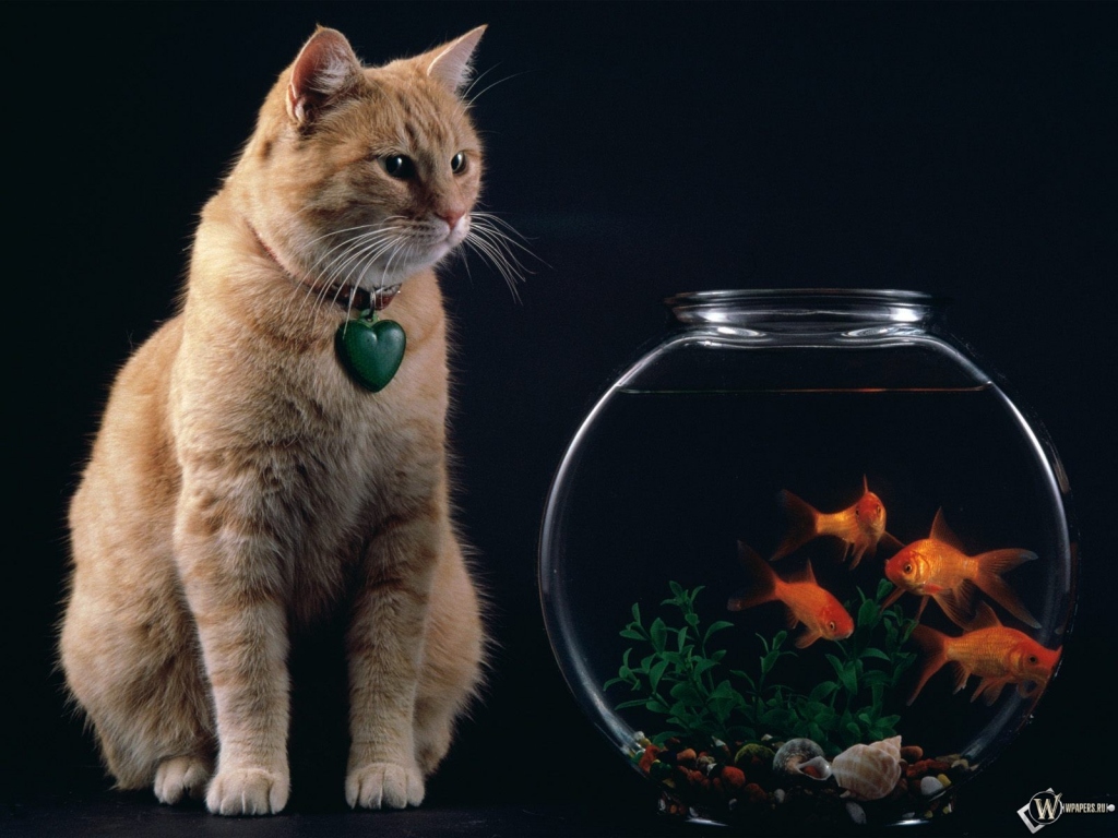 Кот с аквариумом рыбок 1024x768