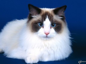 Обои Голубоглазый котик: Кот, Кошка, Кошки