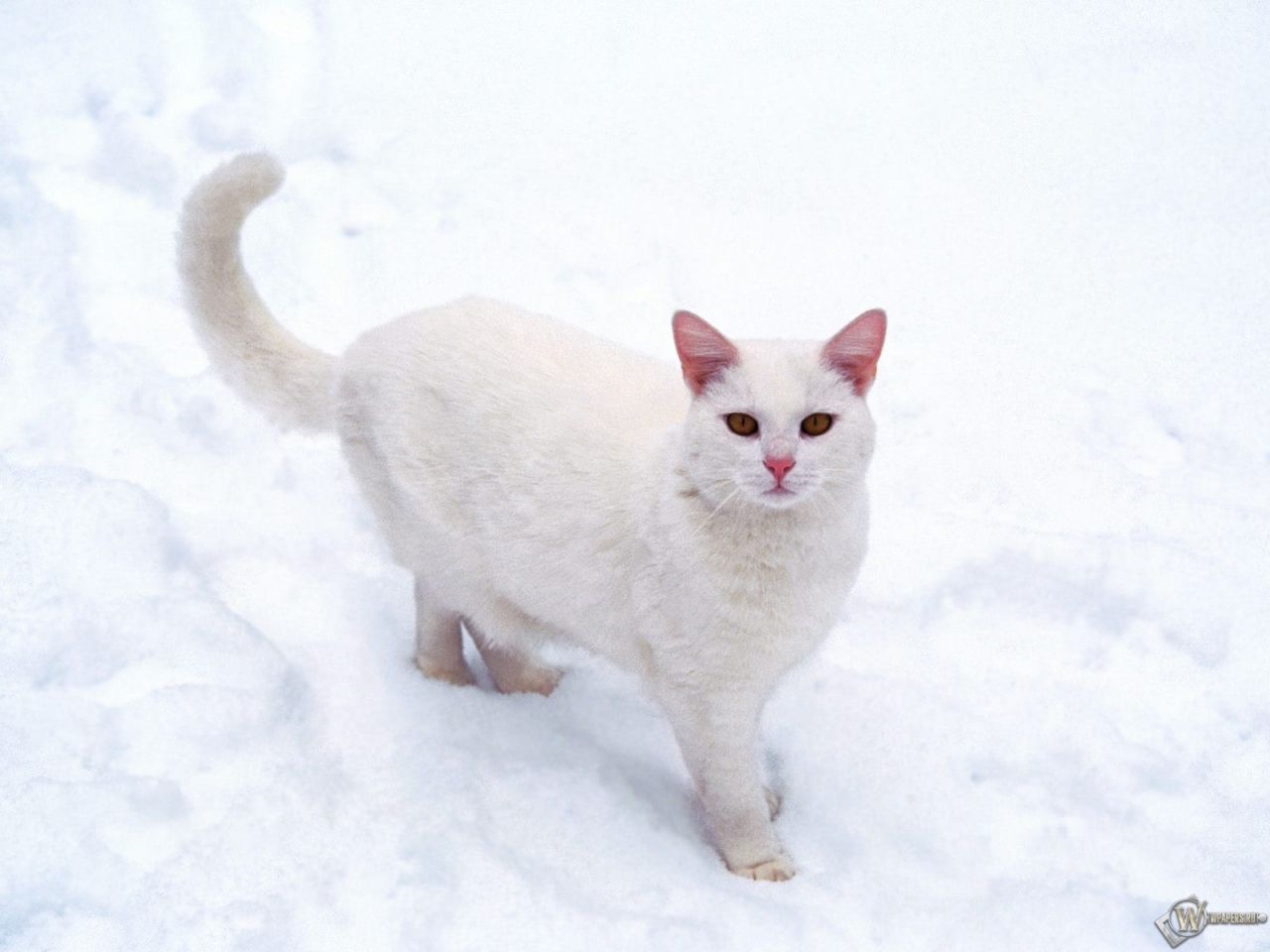 Кошечка на снегу 1280x960