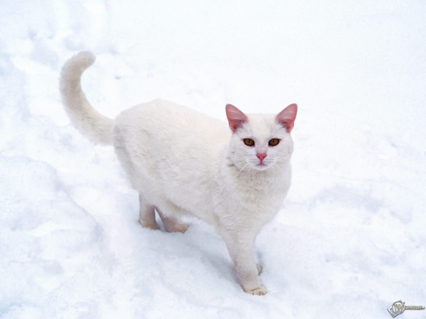 Кошечка на снегу 1400x1050