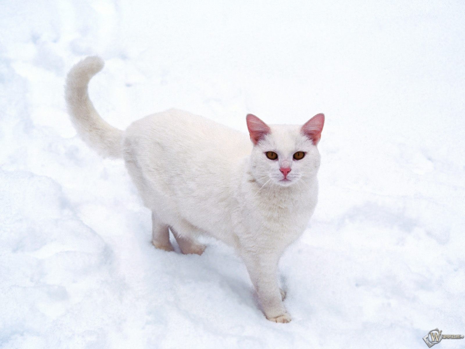 Кошечка на снегу 1600x1200