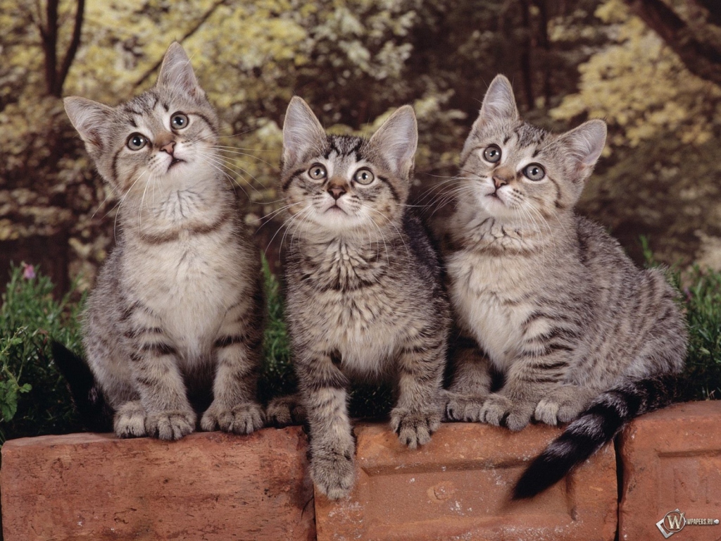 Три серых котенка 1024x768