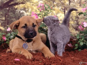 Обои Котенок нюхает ухо щенка: , Кошки