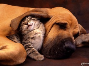 Обои Котенок под ухом собаки: , Кошки