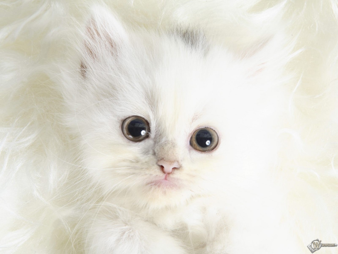 Котенок фото милый белый