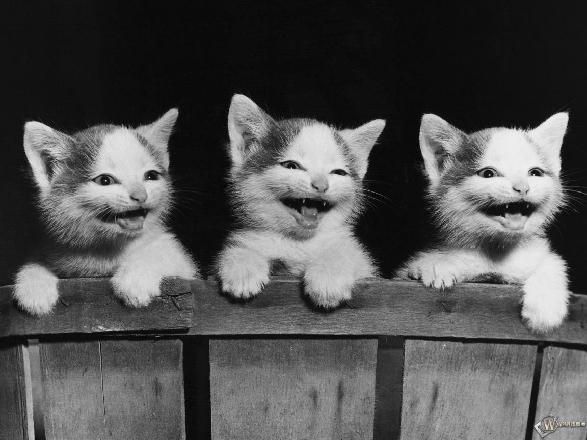 Три котенка смеются 1152x864