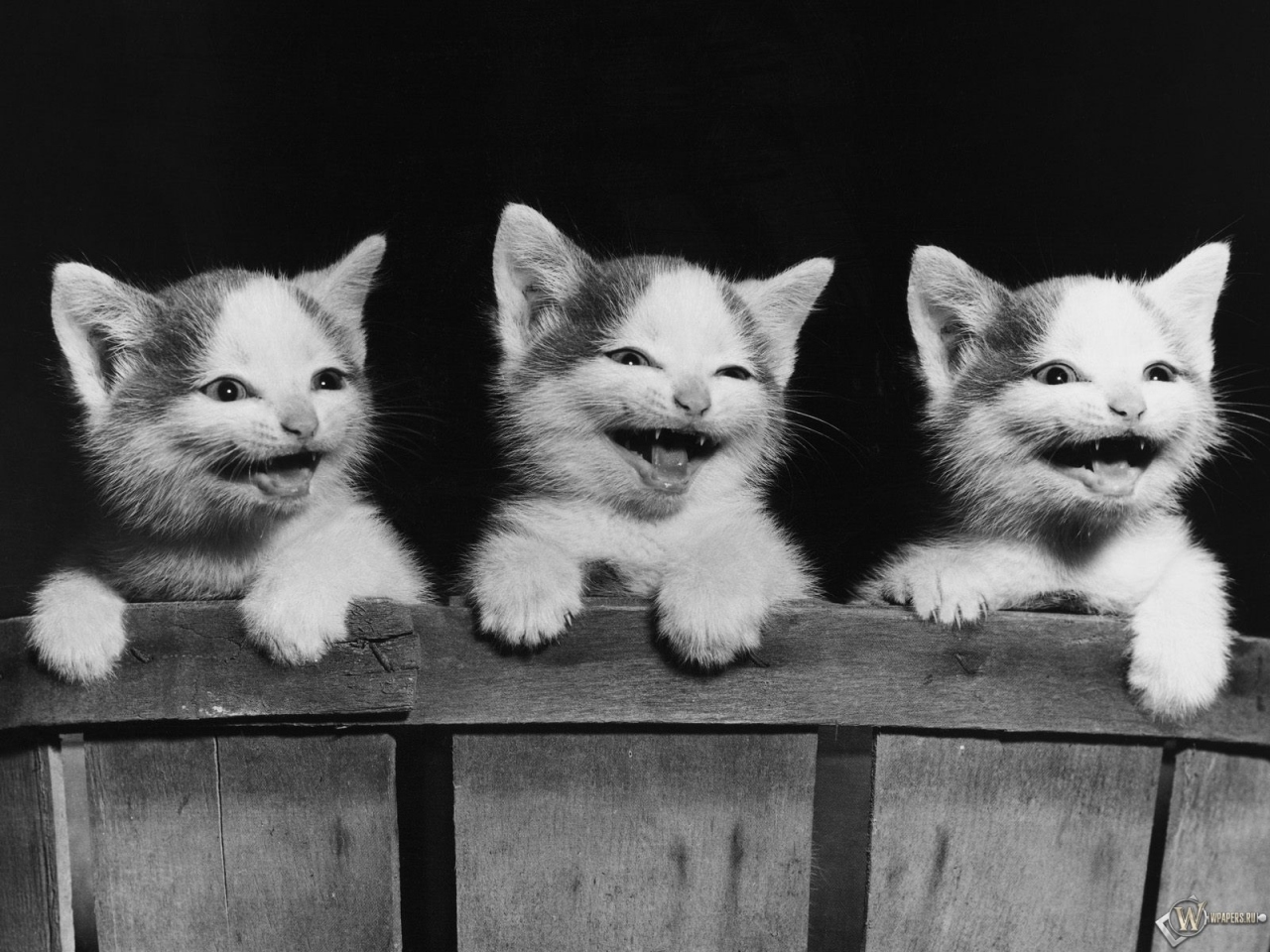 Три котенка смеются 1280x960