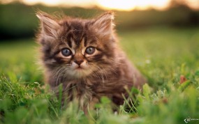 Обои Пушистый котенок: Трава, Котёнок, Пушистик, Кошки