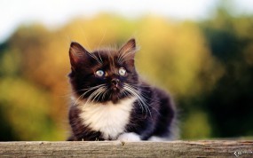 Обои Котенок ищет приключений: Усы, Котёнок, Черно-белый, Кошки