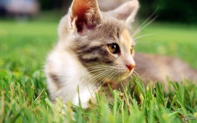 Обои Кот в траве: Кот, Трава, Отдых, Кошки