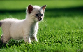 Обои Котенок на газоне: Газон, Котёнок, Кошки