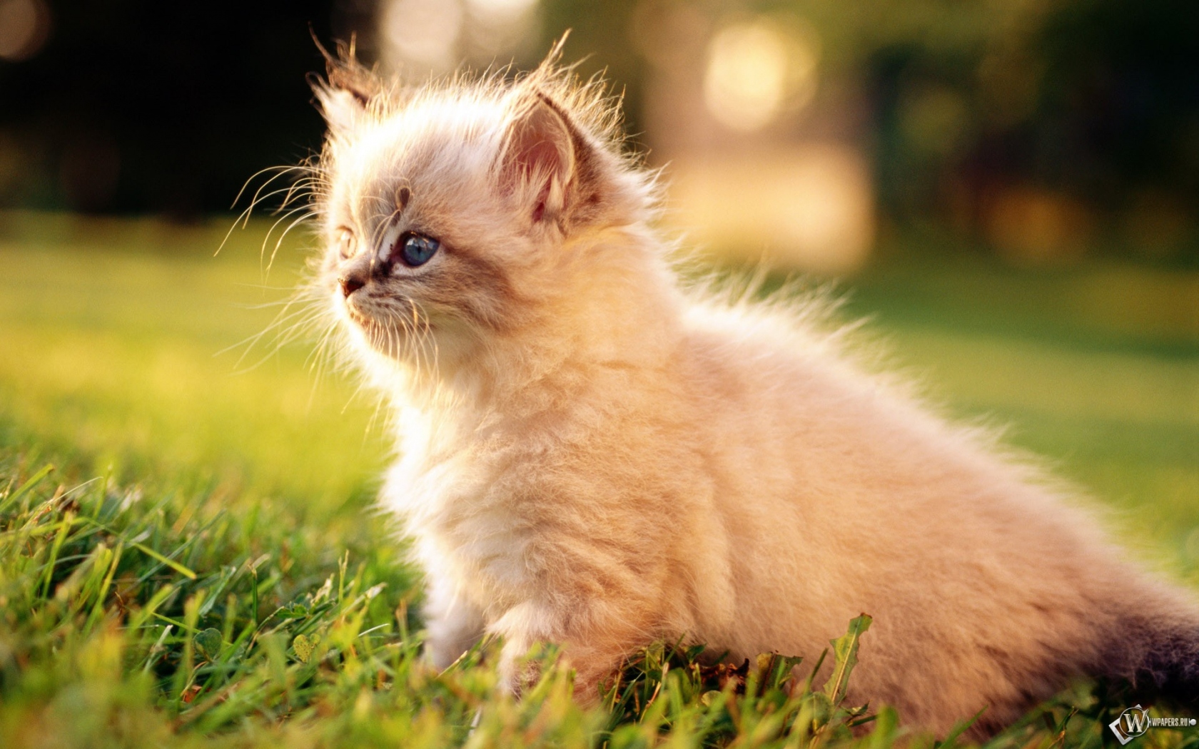 Пушистый котенок в траве 1680x1050
