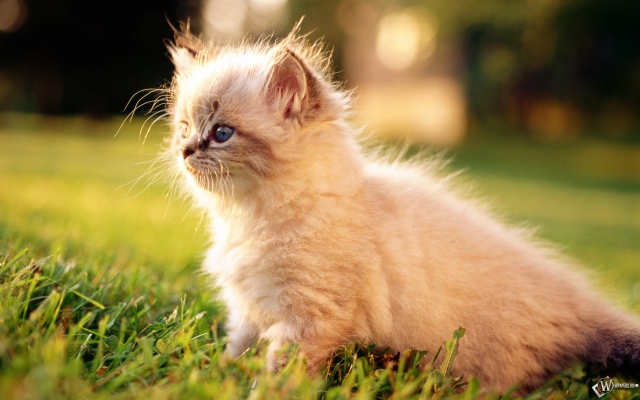 Пушистый котенок в траве