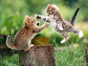 Обои Борьба котят: Котята, Прыжок, Драка, Пень, Кошки