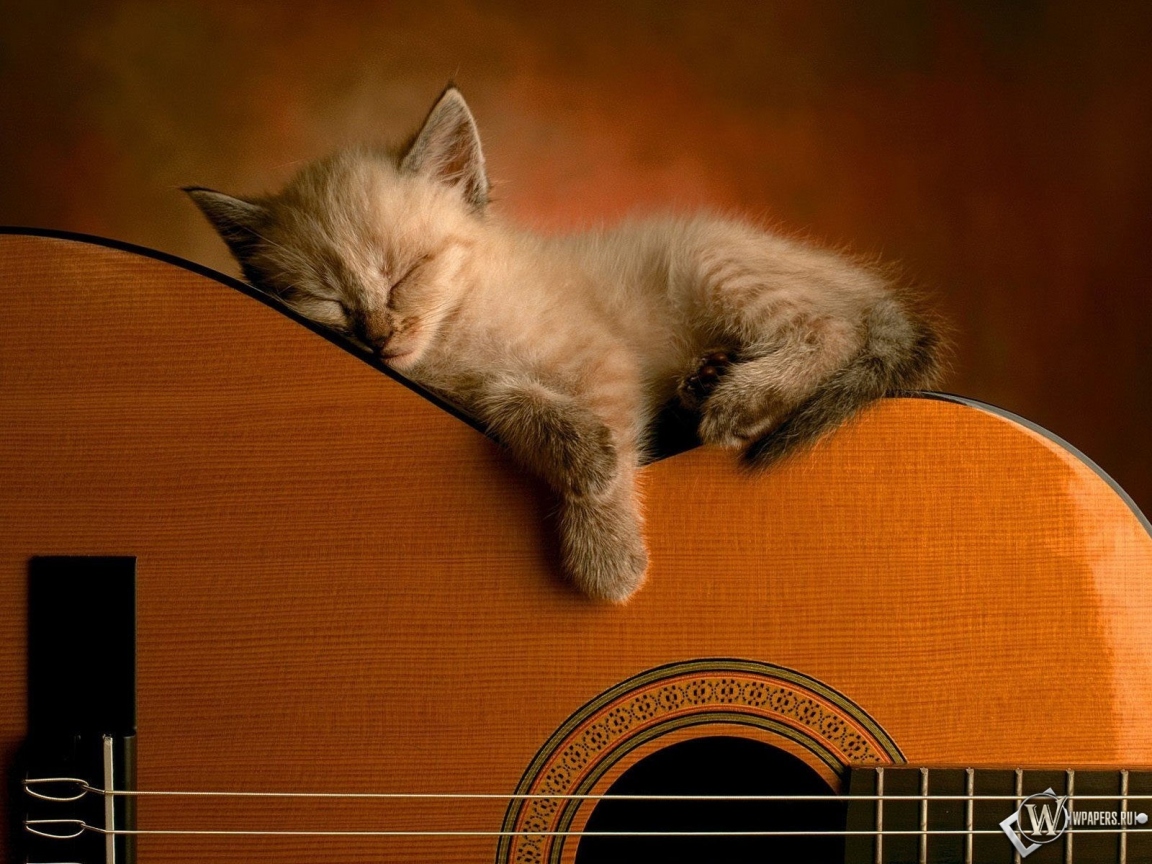Котенок на гитаре 1152x864