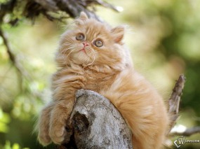 Обои Котик на дереве: Бревно, Персидский кот, Кошки