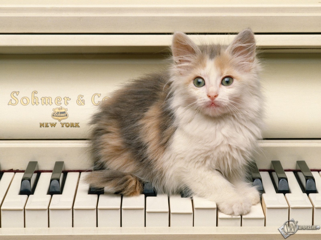 Котенок на пианино 1024x768