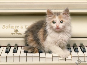 Обои Котенок на пианино: Котёнок, Пианино, Кошки