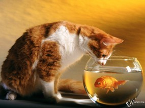 Обои Кот и рыбка: Аквариум, Рыбка, Кот, Кошки