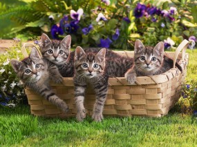 Обои Котята в корзинке: Трава, Котята, Корзина, Кошки