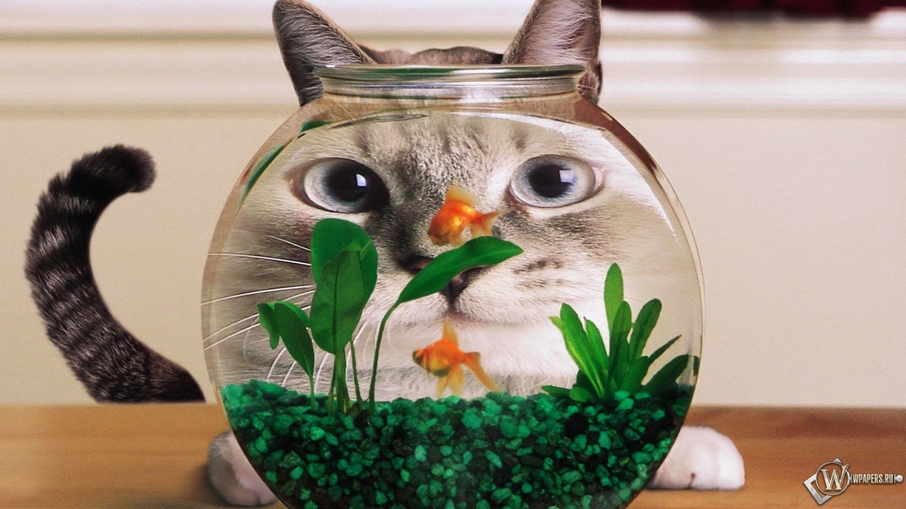 Кошка и аквариум 1280x720