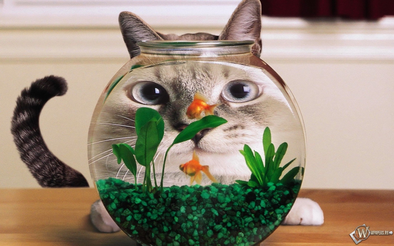 Кошка и аквариум 1280x800