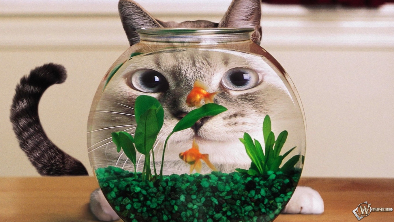 Кошка и аквариум 1366x768