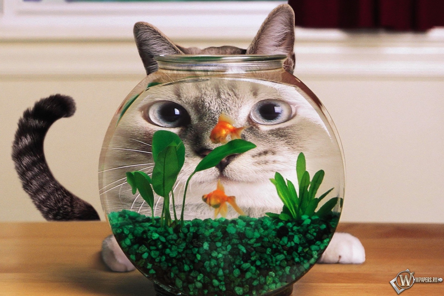 Кошка и аквариум 1500x1000