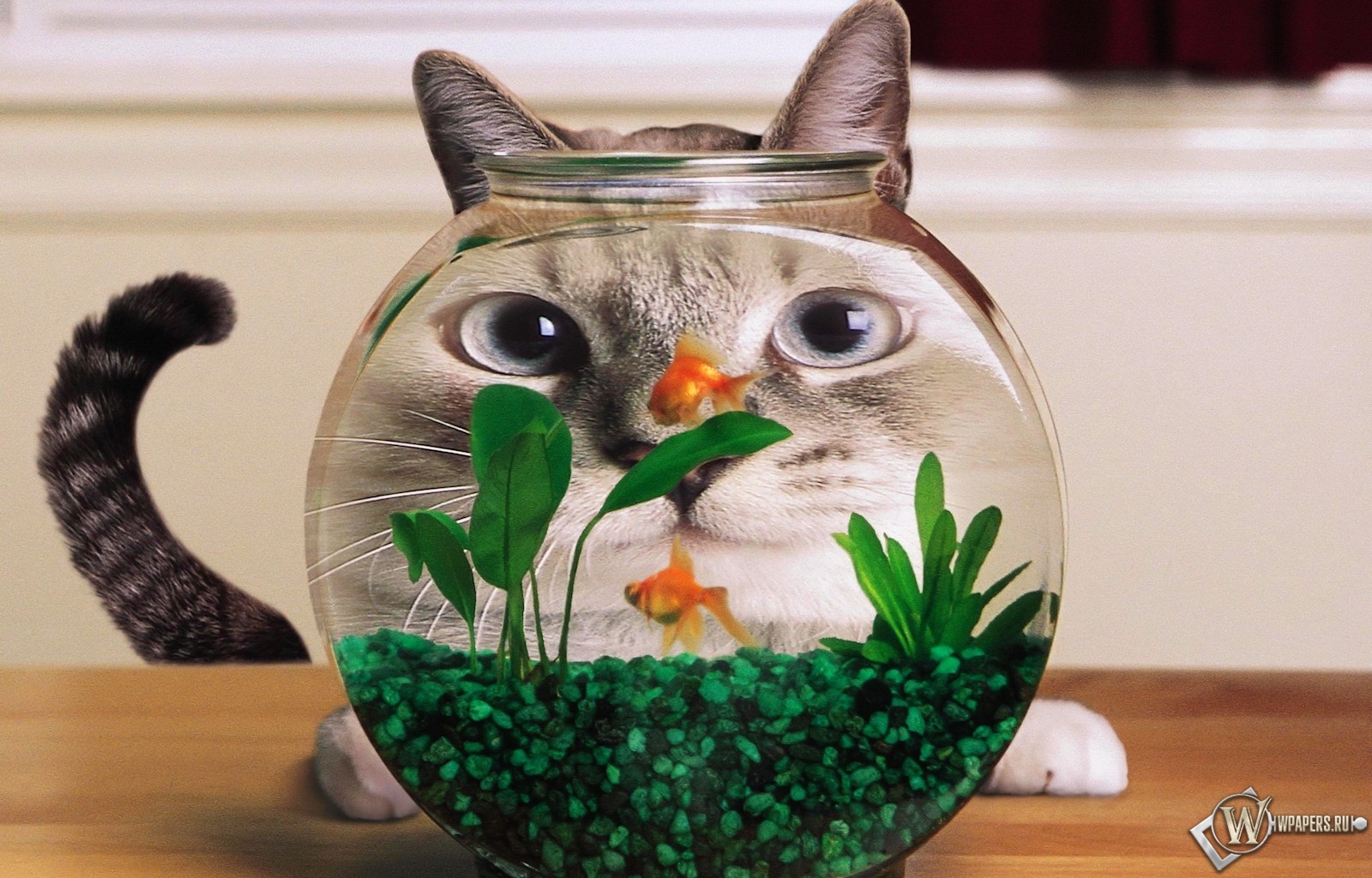 Кошка и аквариум 1600x1024