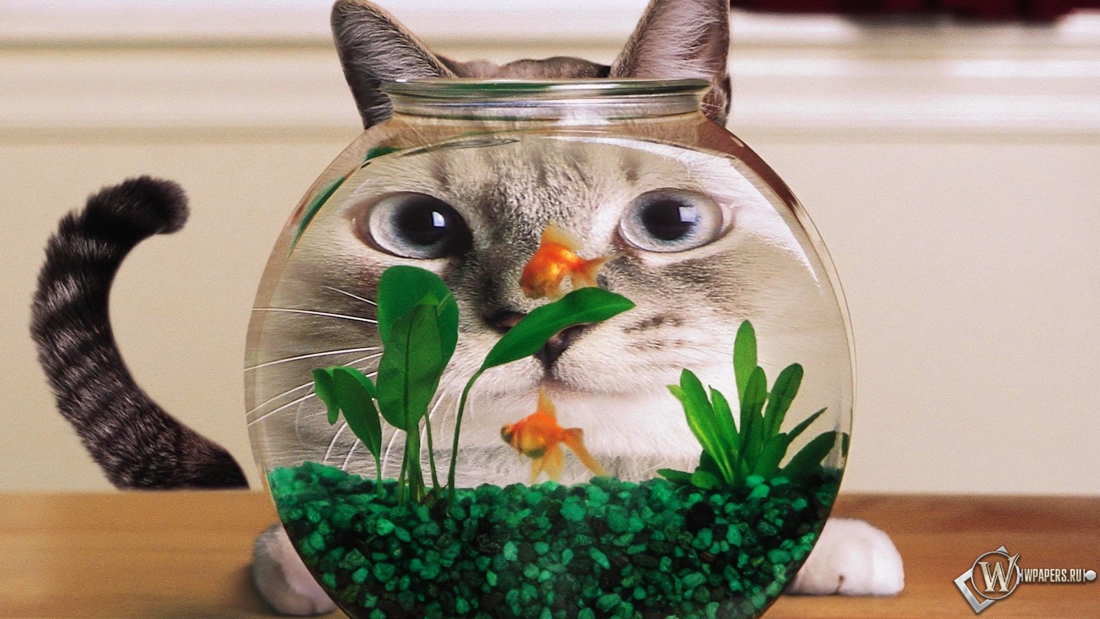 Кошка и аквариум 1600x900