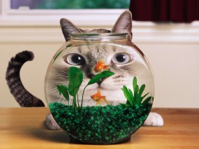 Обои Кошка и аквариум: Аквариум, Рыбки, Искажение, Кошки