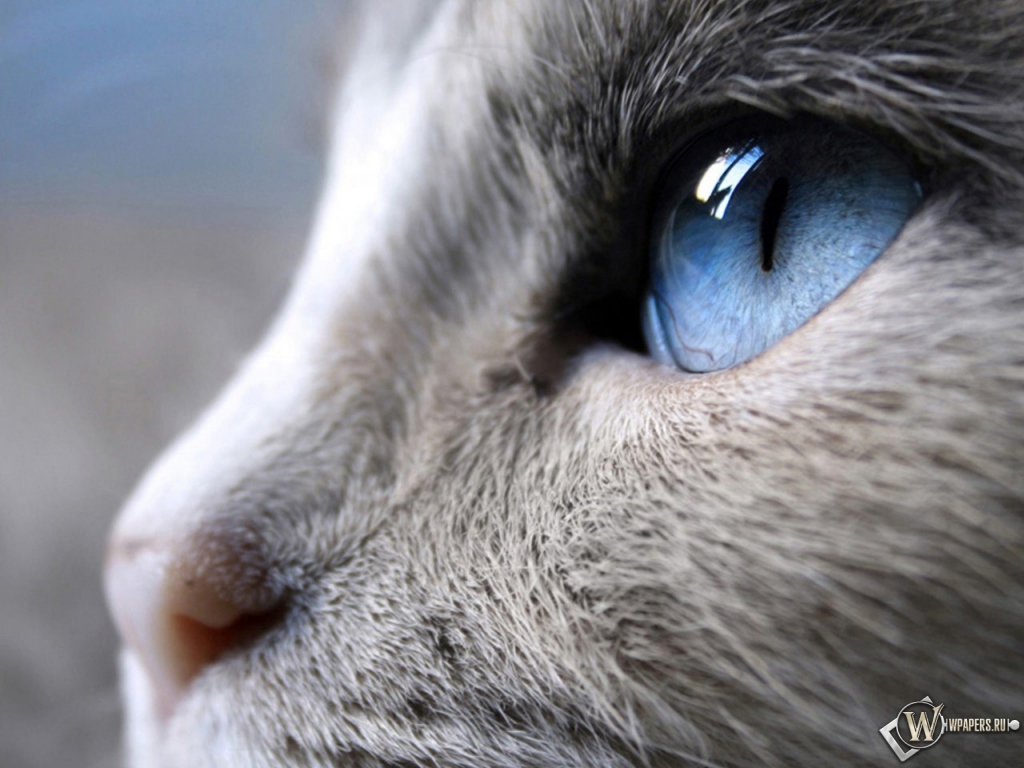 Голубые глаза кошки 1024x768