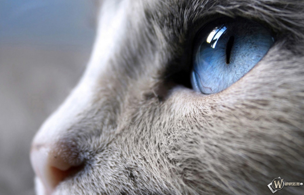 Голубые глаза кошки 1200x768