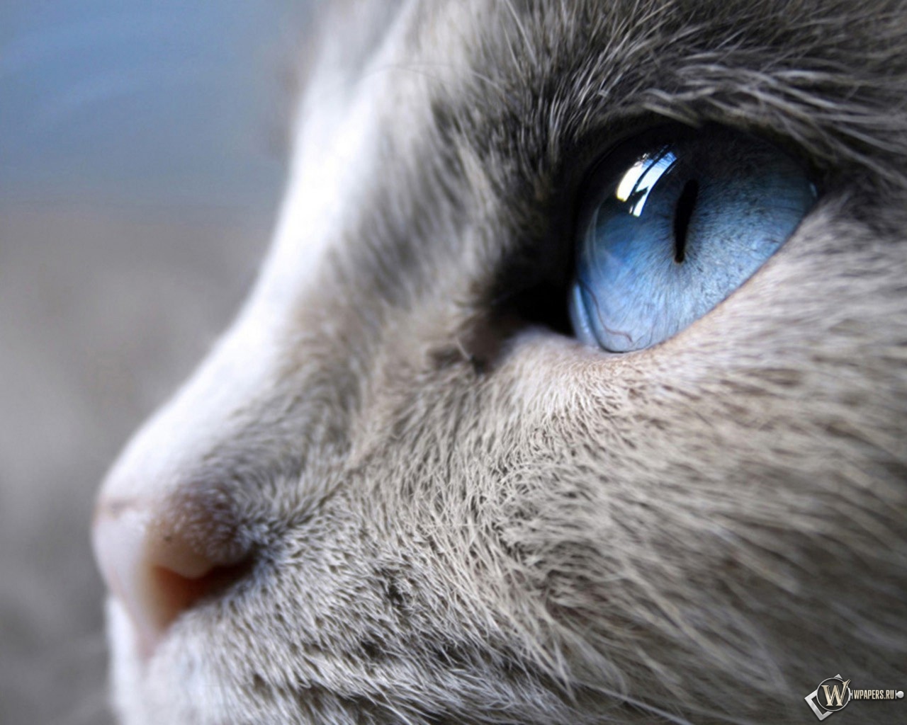 Голубые глаза кошки 1280x1024