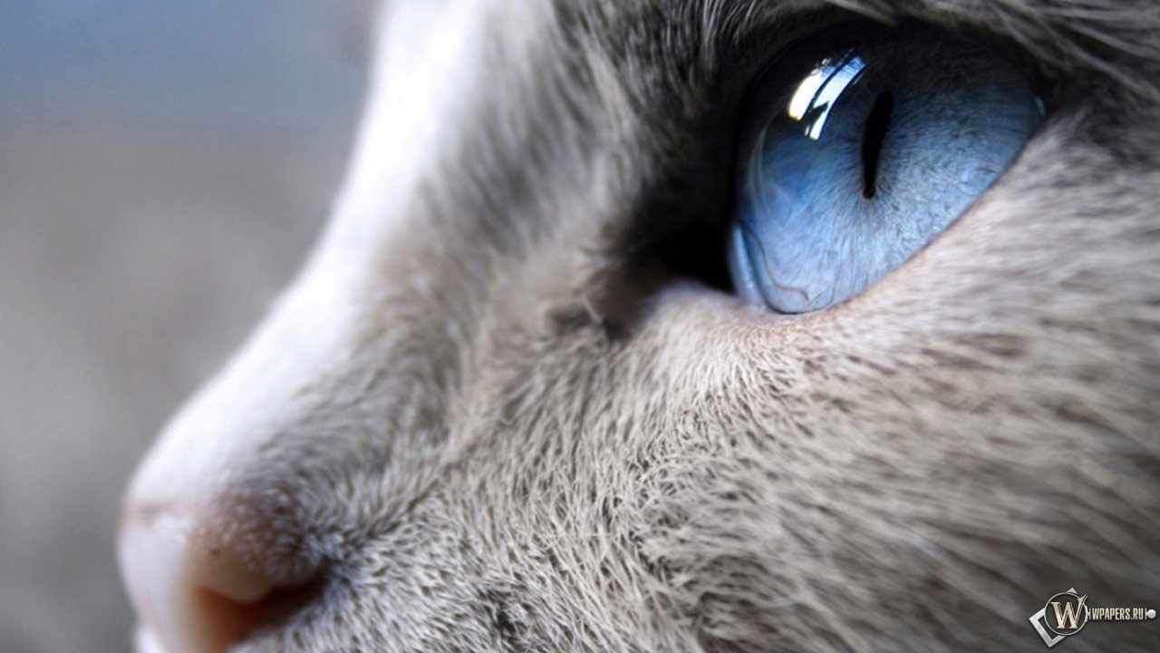 Голубые глаза кошки 1280x720