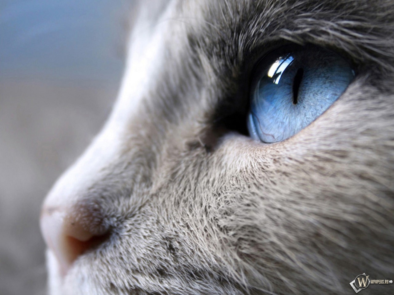 Голубые глаза кошки 1280x960