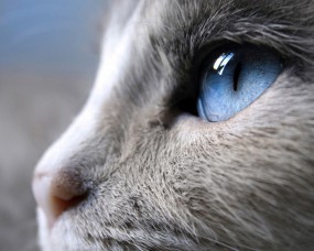 Обои Голубые глаза кошки: Кошка, Макро, Сиам, Кошки