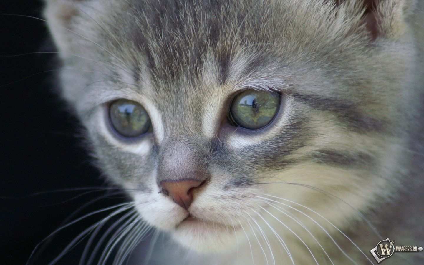 Удивленный котенок 1440x900