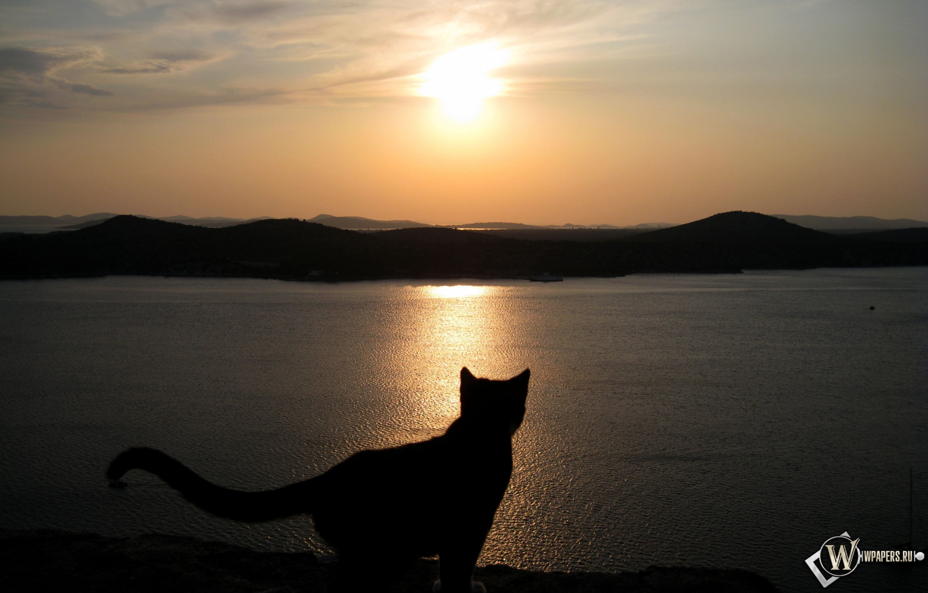 Кошки в озерах. Кот на море. Кот на закате. Кот на фоне заката. Кот на берегу моря.