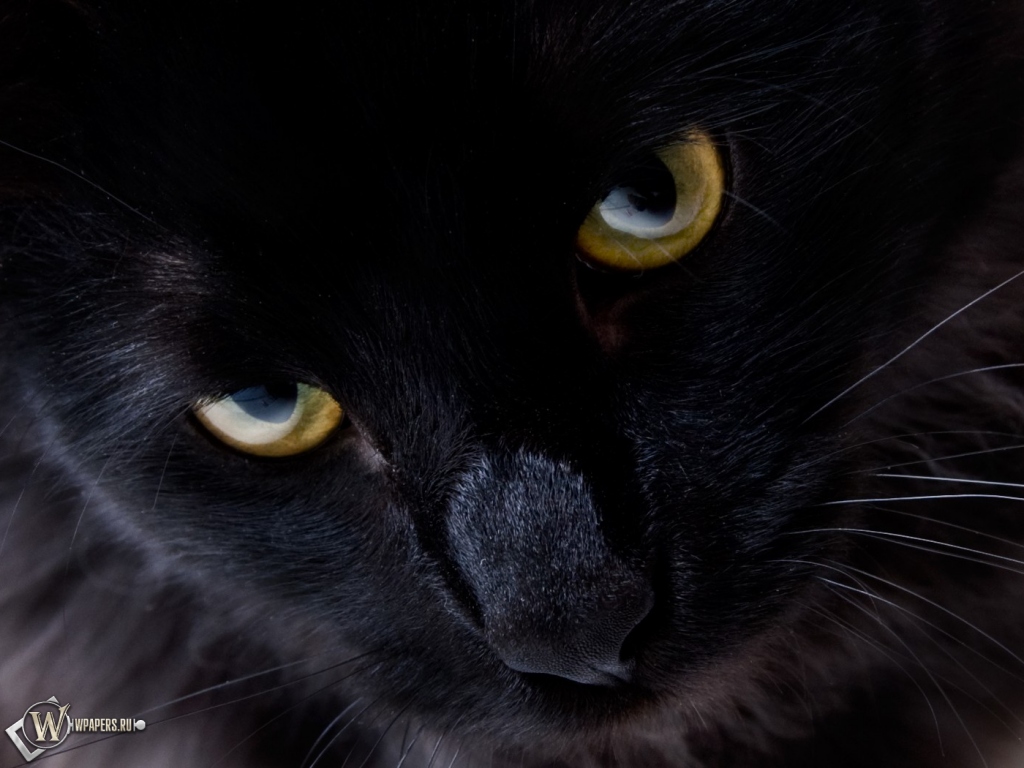 Взгляд черной кошки 1024x768